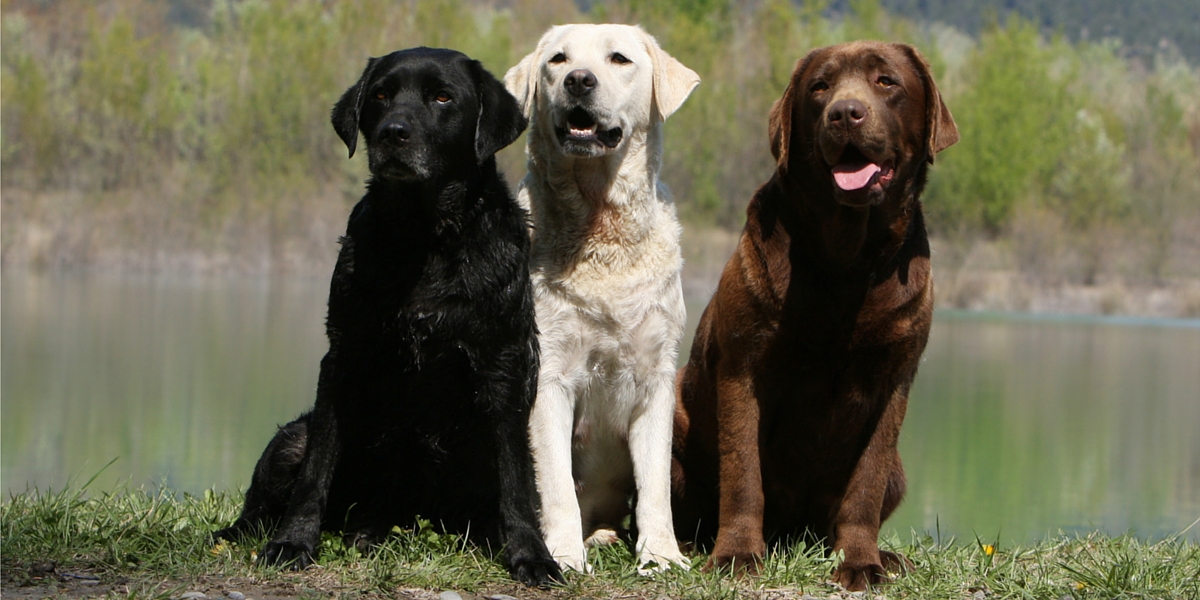 Labrador Retriever Color Chart