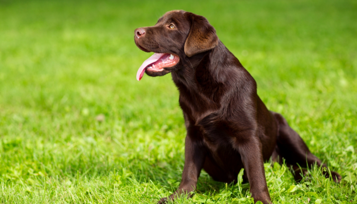 labrador suddenly aggressive