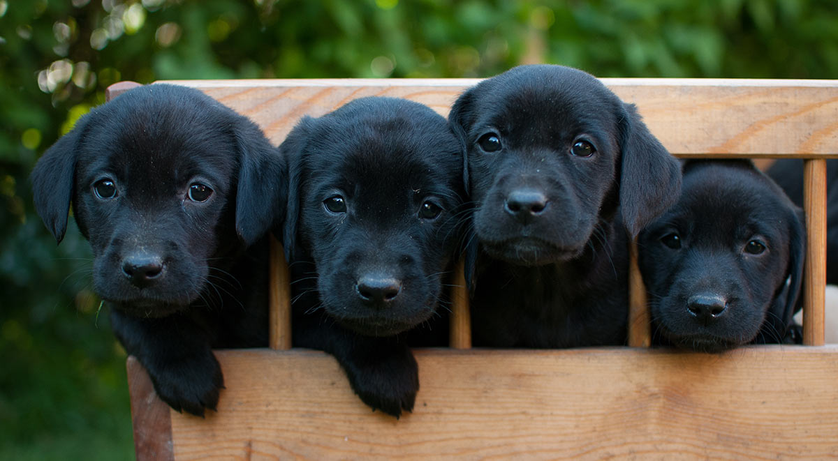 black lab teddy