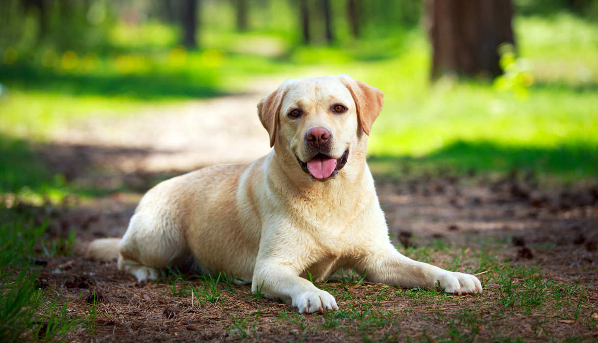 akc labrador breed standard