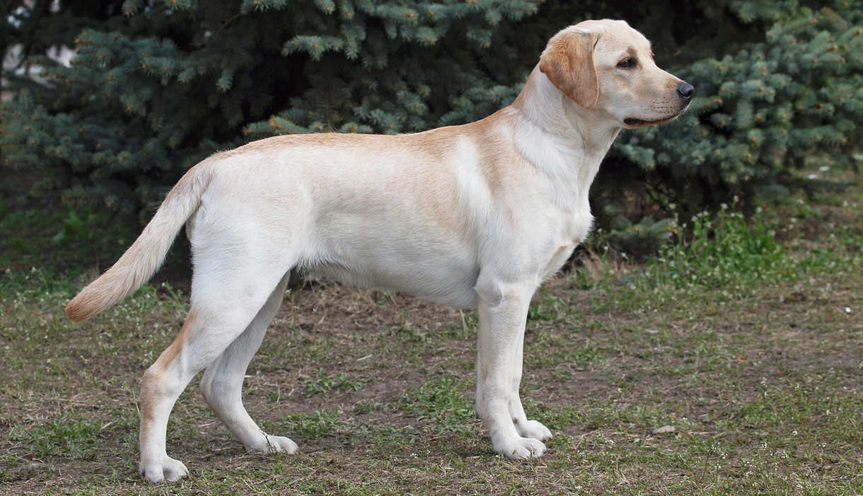 yellow lab with white markings