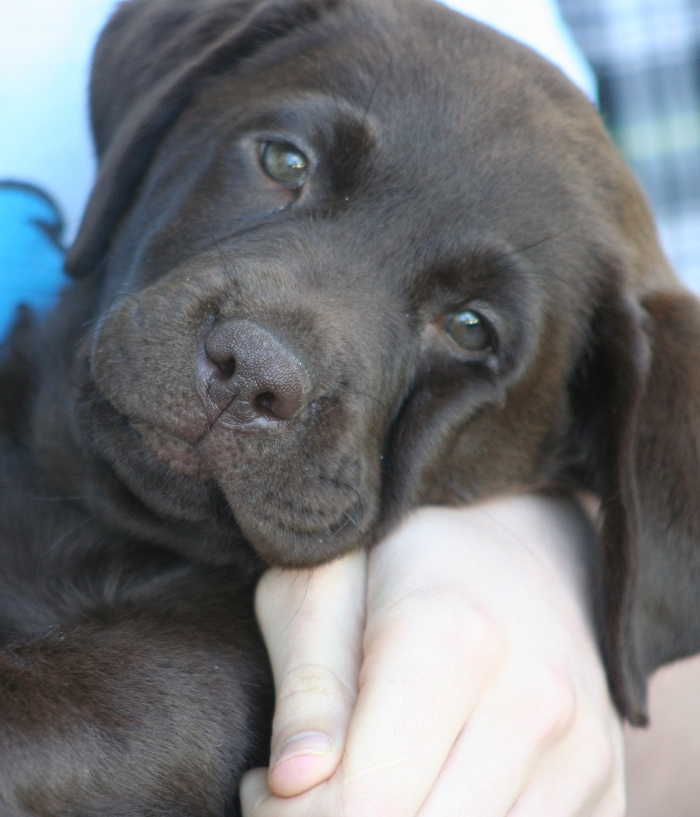 chunky chocolate labrador puppies