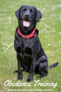 labrador-obedience-training