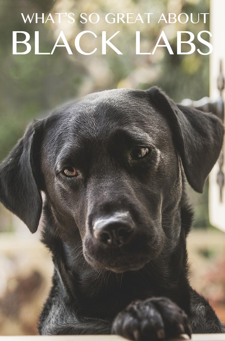 Black Lab Your Guide To The Black Labrador Retriever