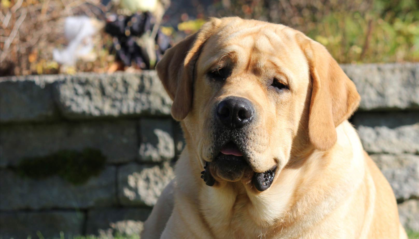 labrador yellow colour