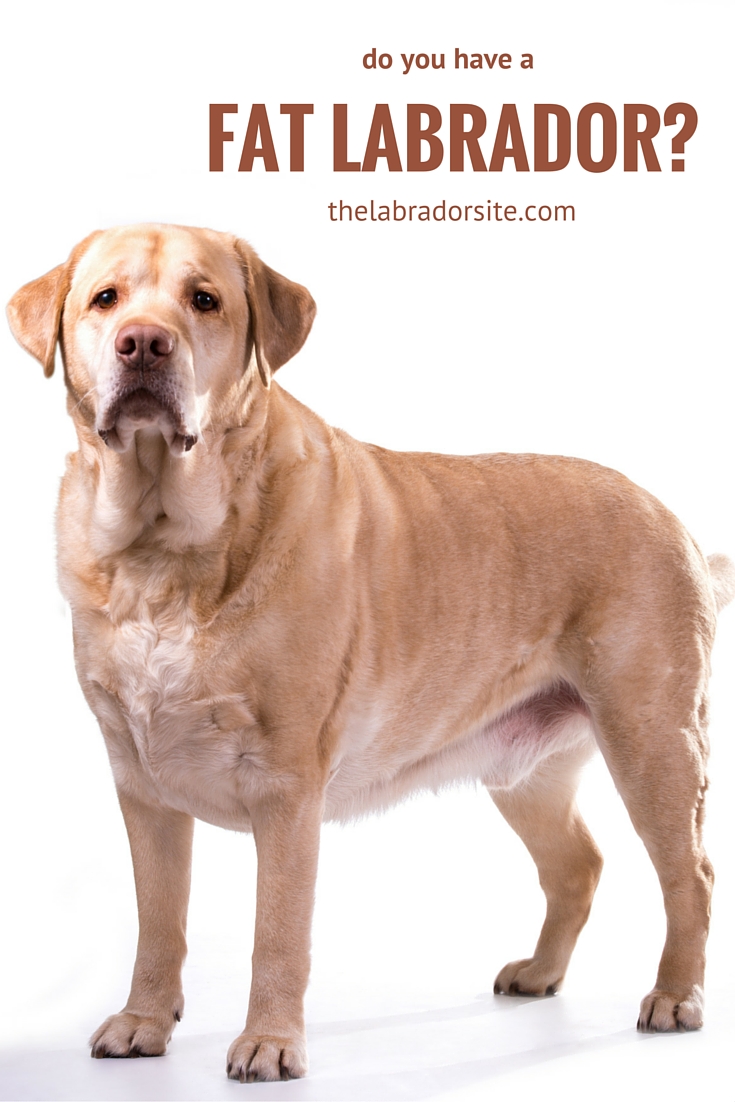 Fat Labrador How To Tell If Your Dog Is Overweight and What To Do