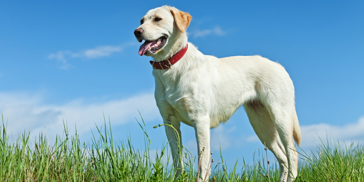 slim yellow labrador