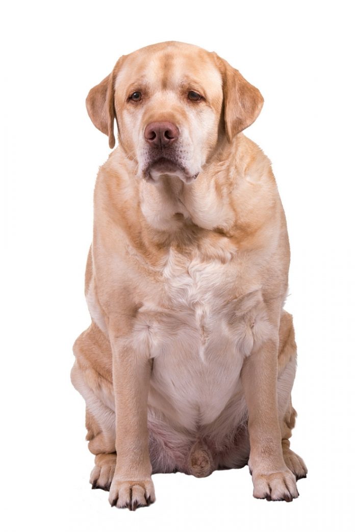 Fat Labrador How To Tell If Your Dog Is Overweight and What To Do