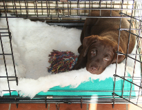 labrador puppy in a crate