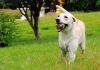 labradors love to fetch a ball