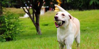 labradors love to fetch a ball