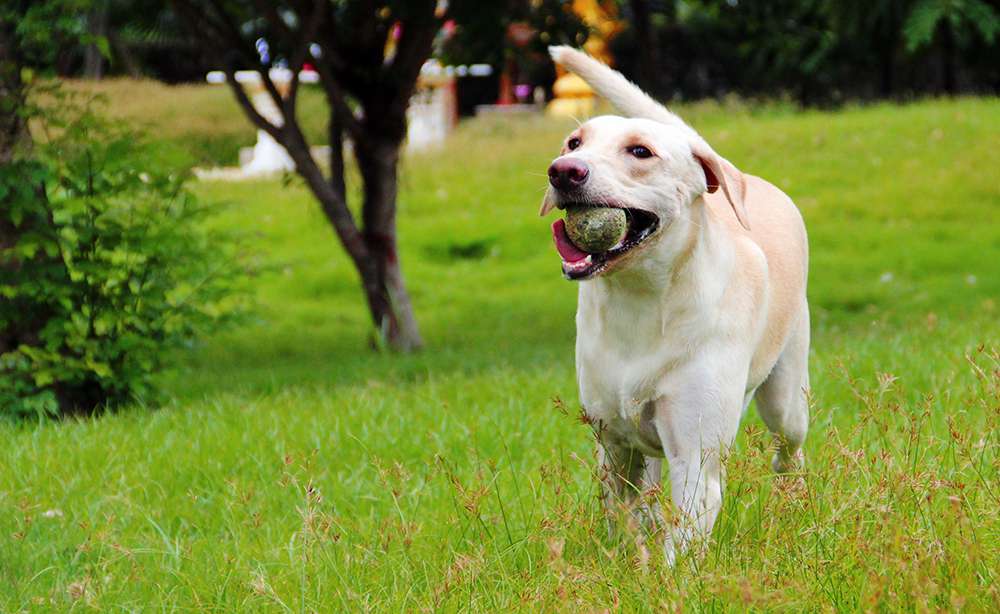 labrador fetching a ball