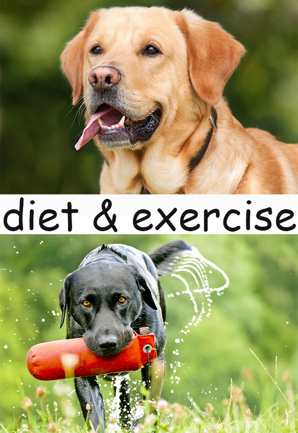 Labrador Dog Diet Chart India