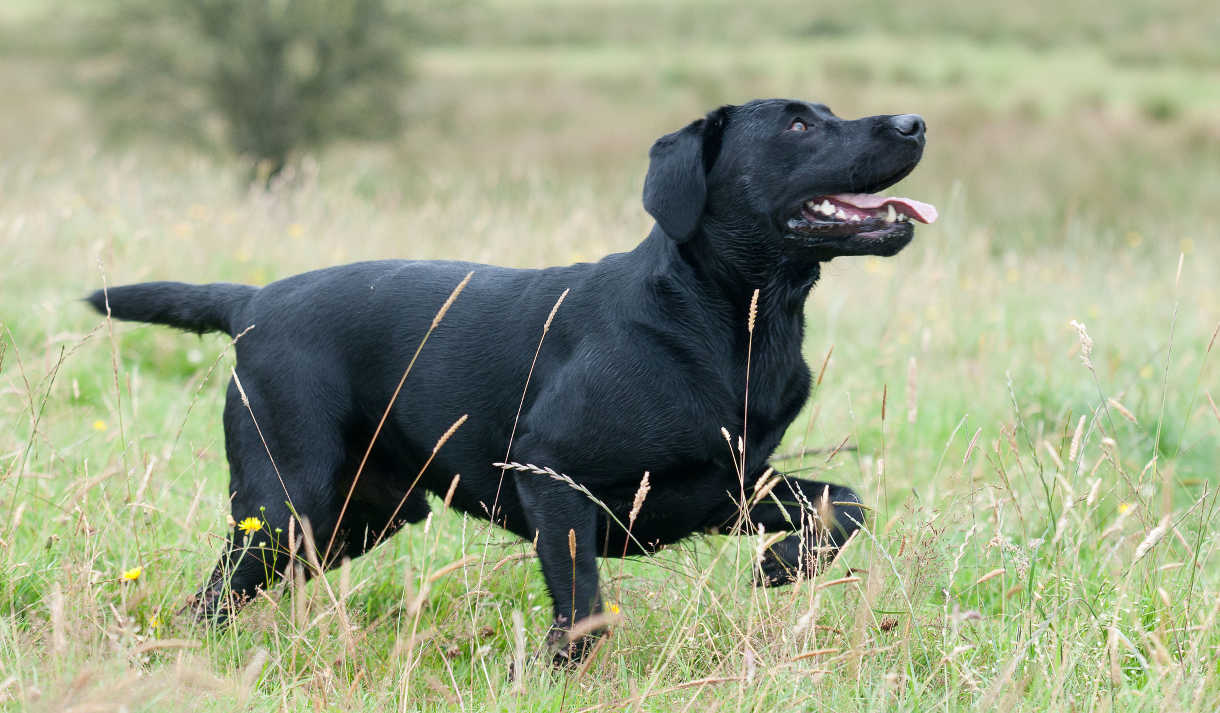 how fast can a black lab run