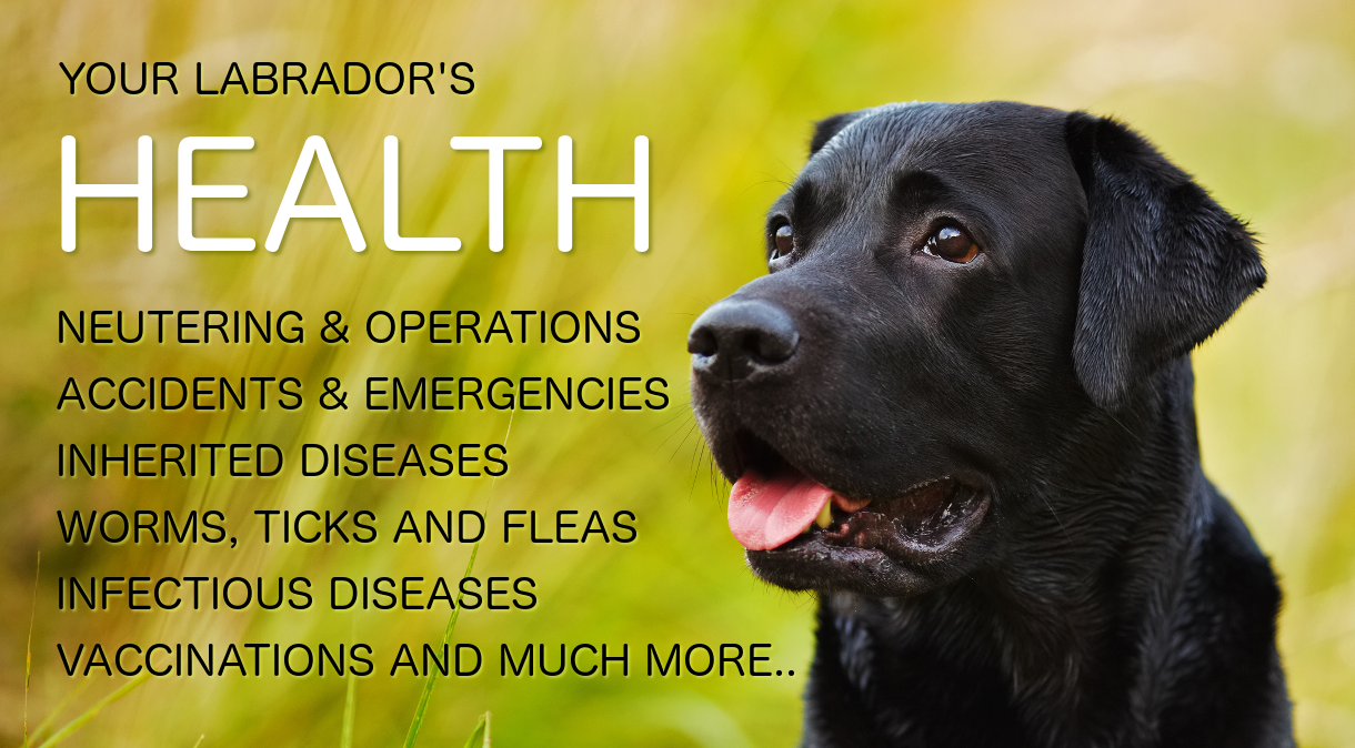 labrador-health