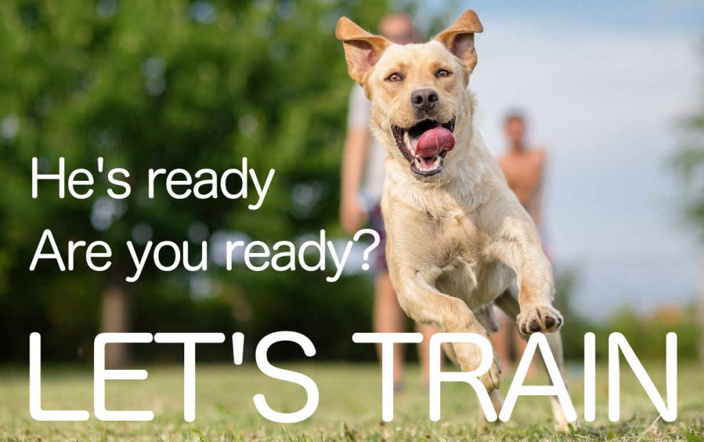 Labrador Training The Labrador Site