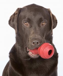 labrador training methods use toys and food