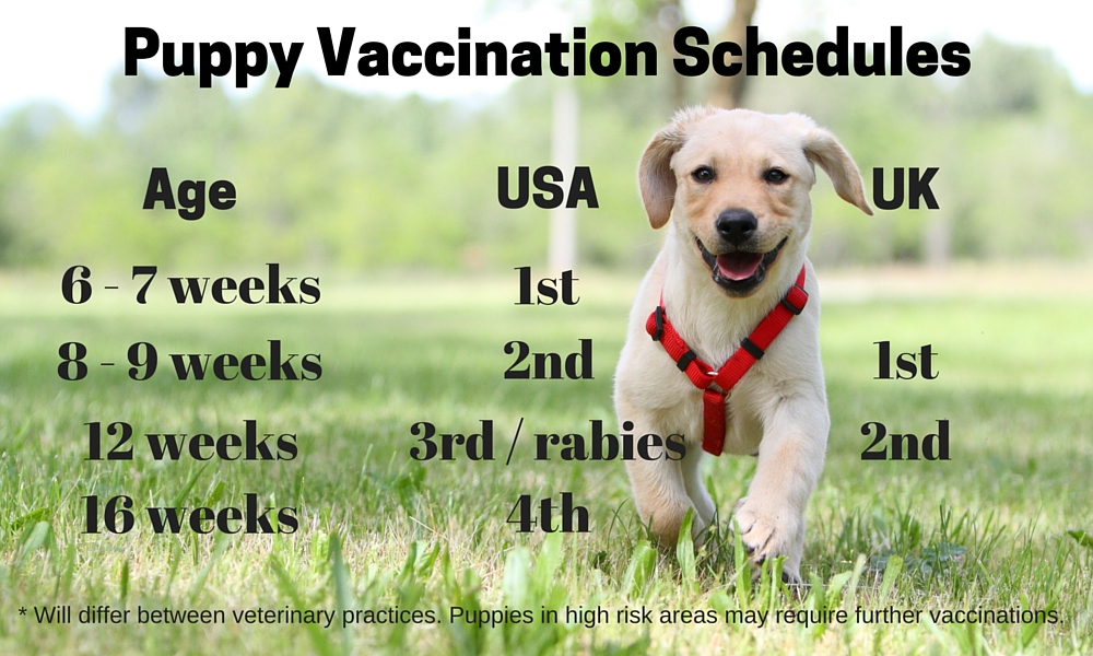 what ages do puppies get shots