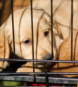 Crate training your labrador puppy