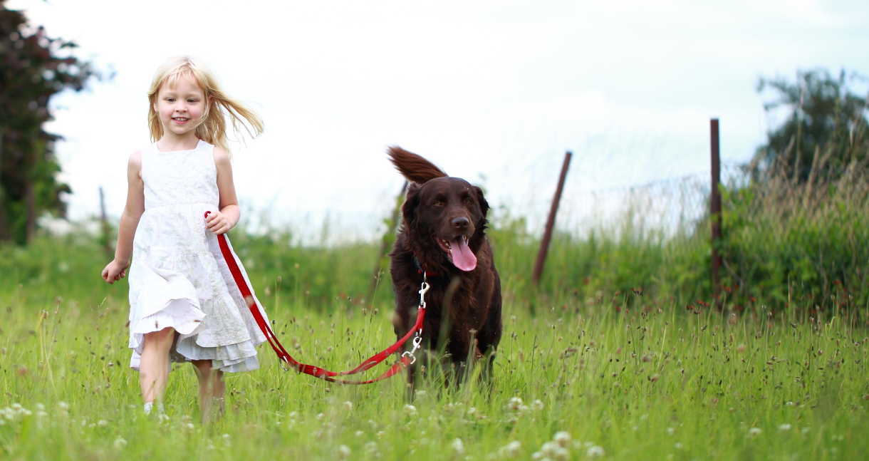Labrador pulling on online leash