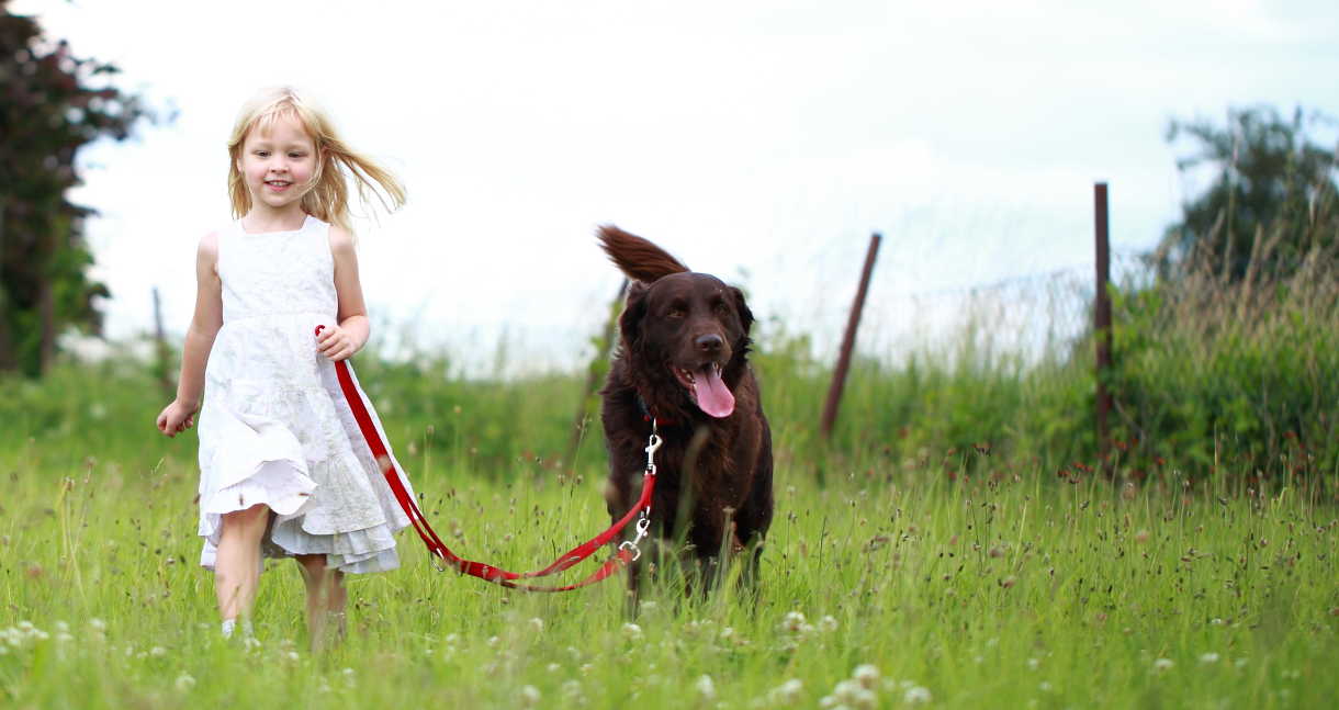 labrador pulling on lead