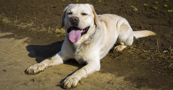 Labrador liegt am Boden und lacht