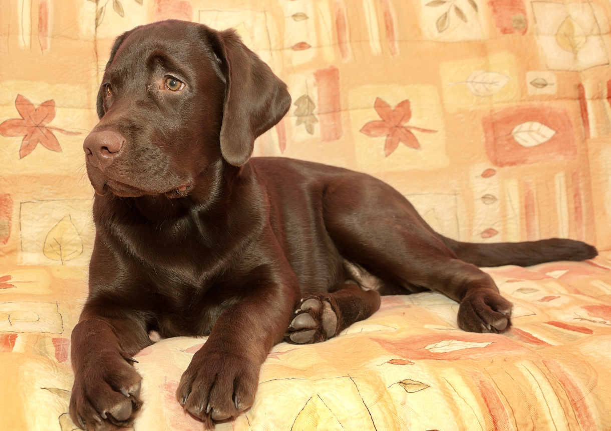 large breed labrador