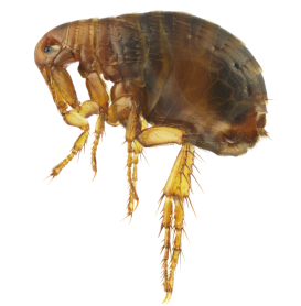 Pulex irritans, human flea or flea, isolated on a white background