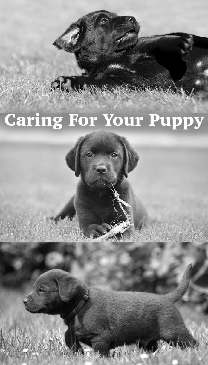 Advice on Caring for Your Labrador Puppy