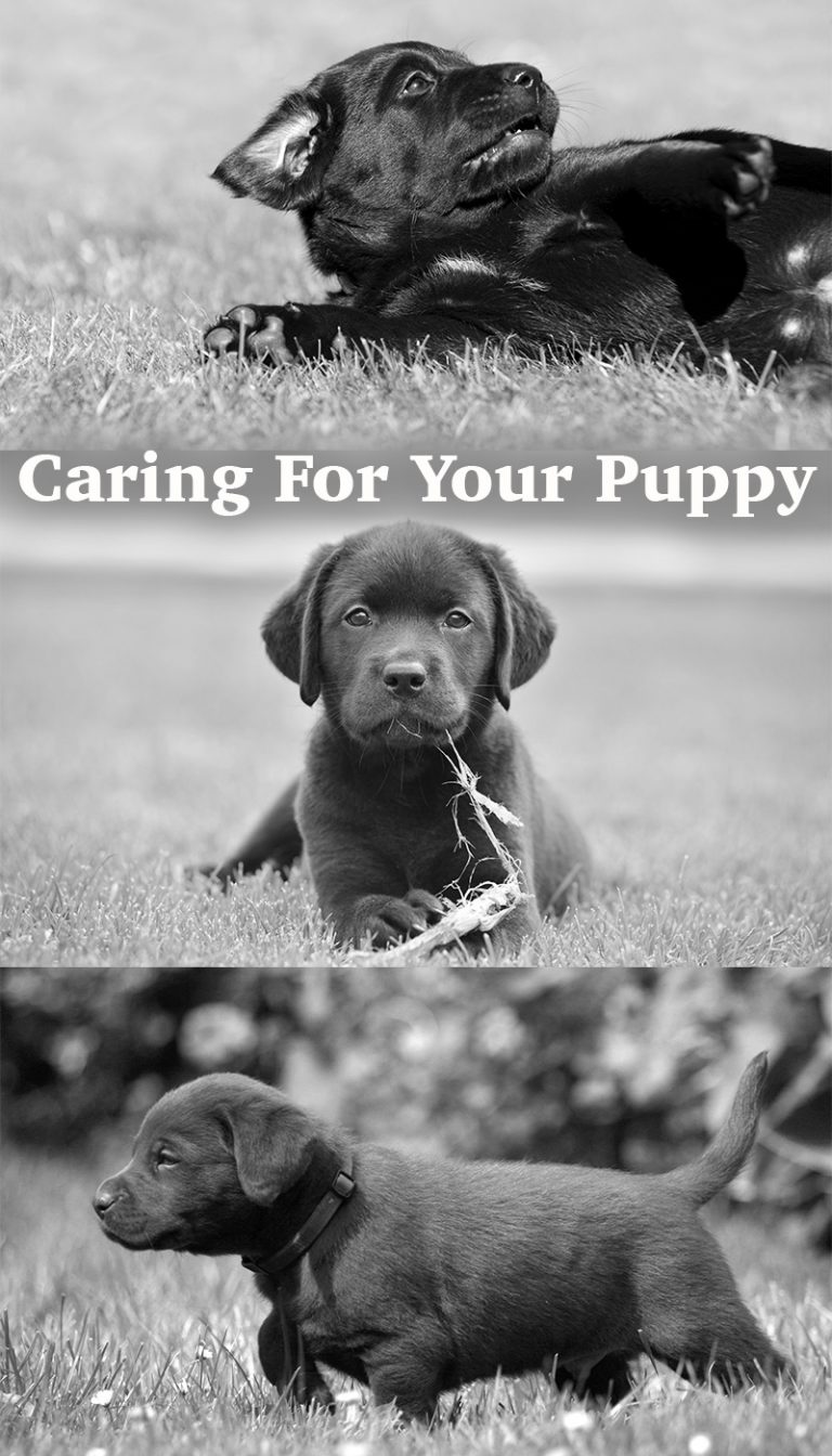 Advice on Caring for Your Labrador Puppy