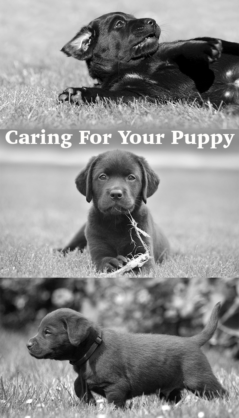 Everything you need to know about caring for your Labrador Puppy!