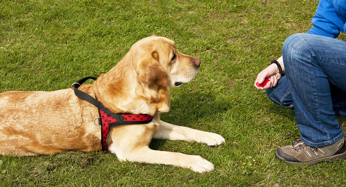 Clicker training with a dog