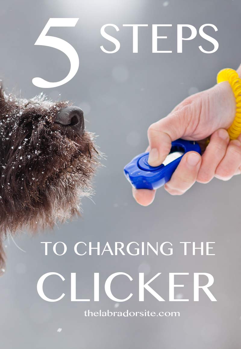 5 steps to charging the clicker - clicker training basics ...