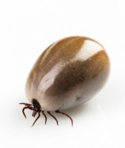 how-to-get-rid-of-ticks-on-your-labrador