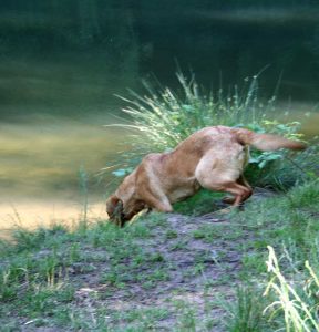 My Labrador won't swim!