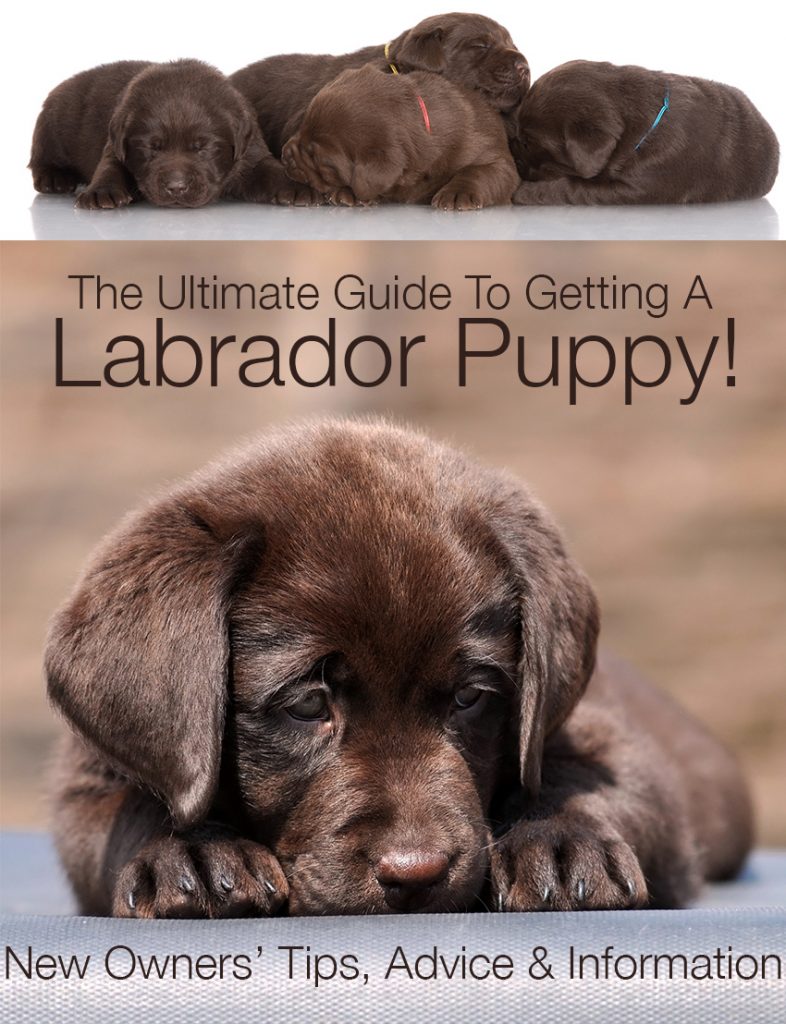 Getting a Labrador Puppy Advice Tips and Information