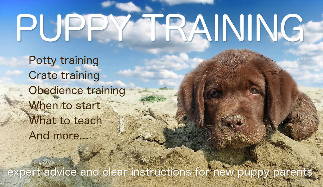 Master of Puppies Is an Actual Dog Training Company