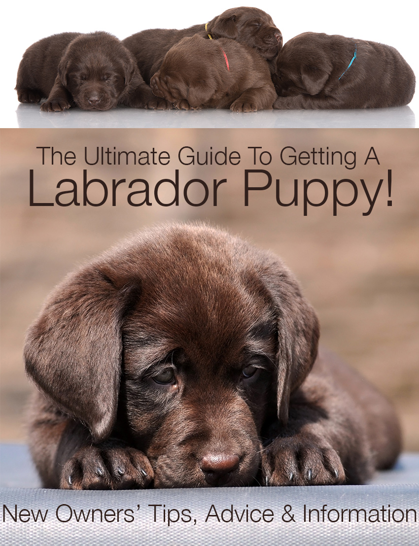 Getting a Labrador Puppy - Advice Tips 