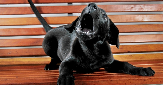 Puppy guarding a bench