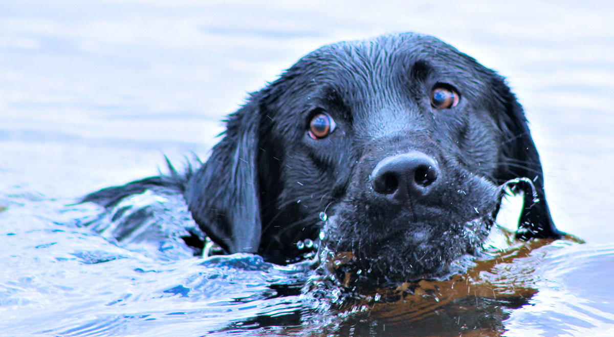 Do Labs like water?