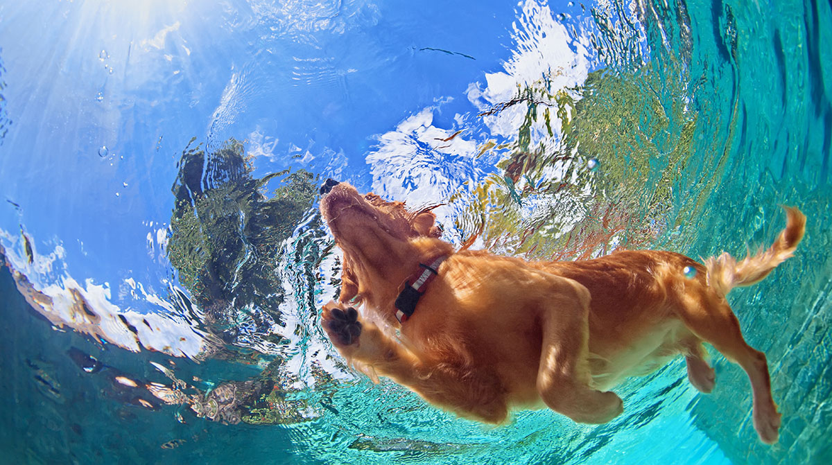 dog swimming