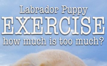 How much exercise is too much for a small puppy. Find out here.