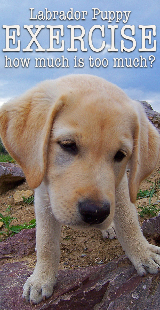 how much exercise should a golden retriever puppy get