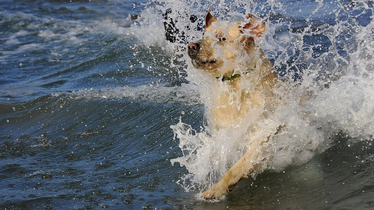 how-to-teach-a-dog-to-swim