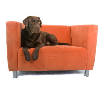 labrador sofa