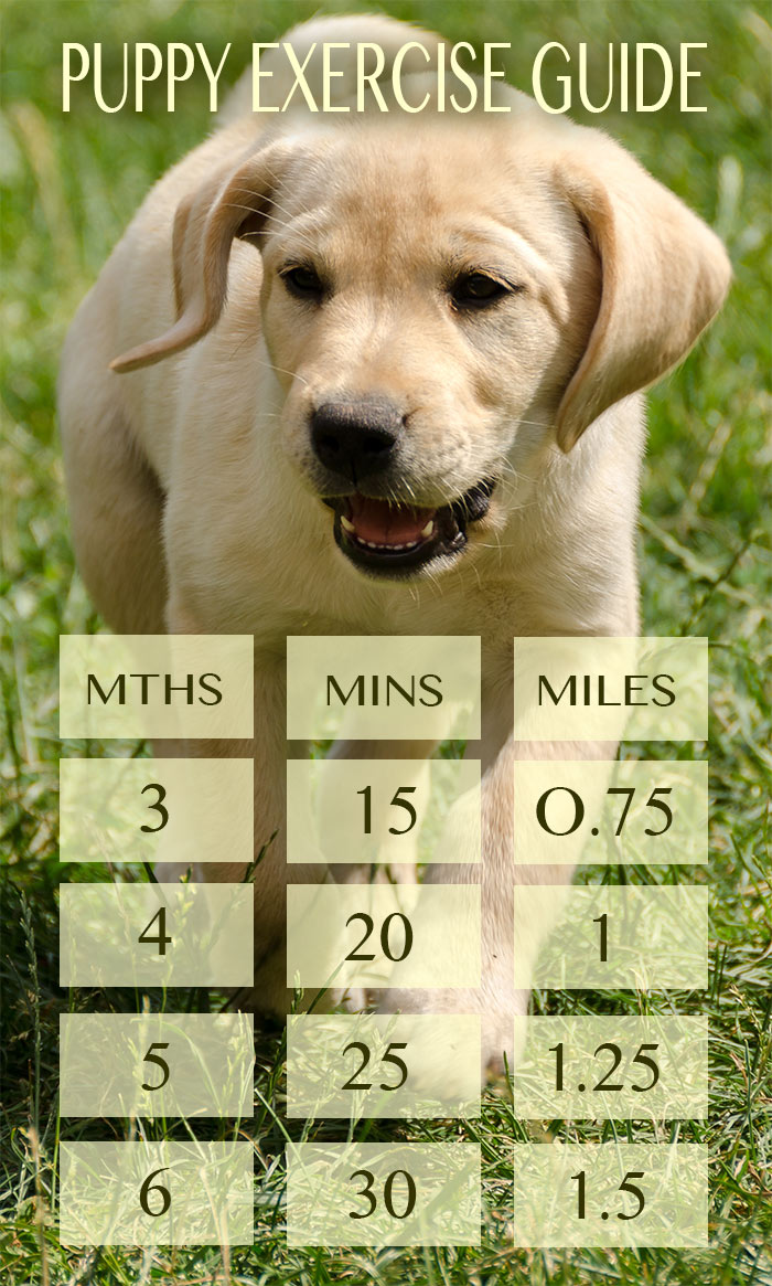 Puppy Exercise Chart in Miles and minutes for each month of age