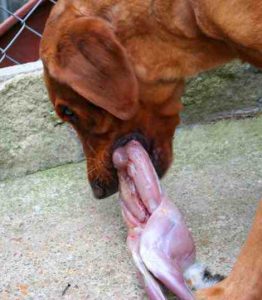 Raw feeding for labrador