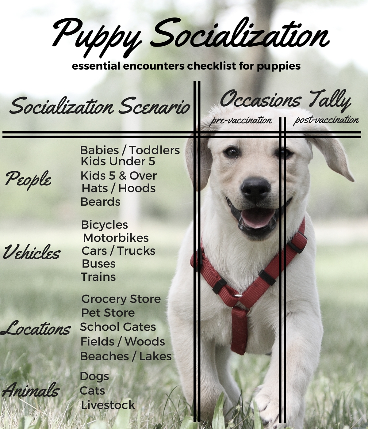 Puppy Socialization Chart