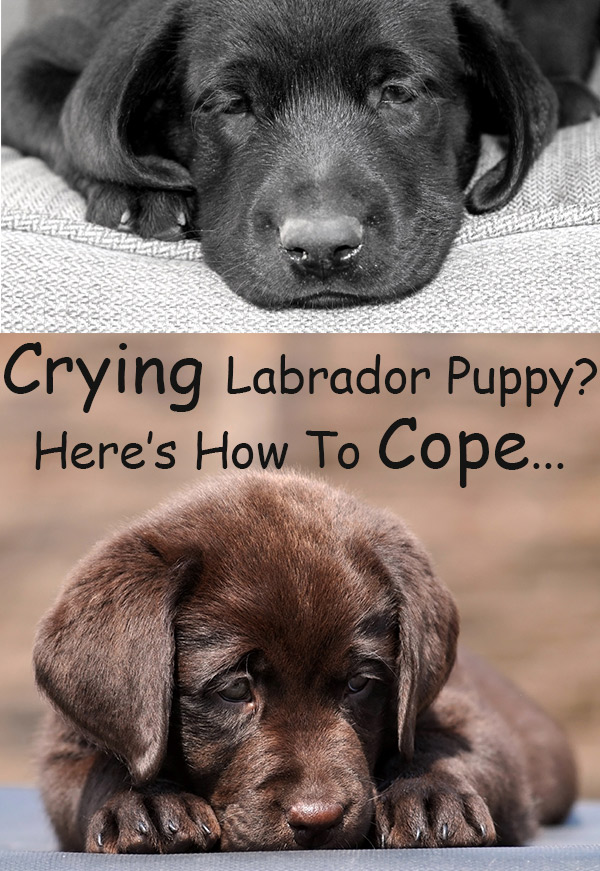 how do you make your puppy not cry when you leave