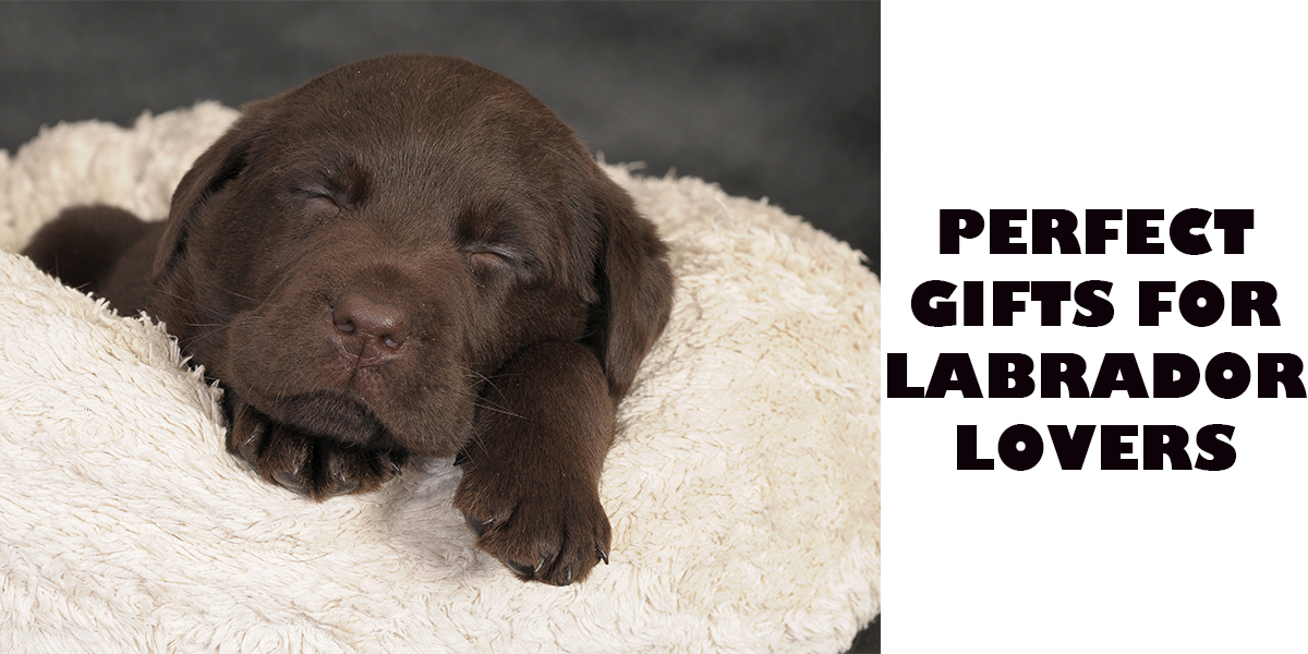 Shop For Labrador Accessories & Supplies - Read Our Reviews